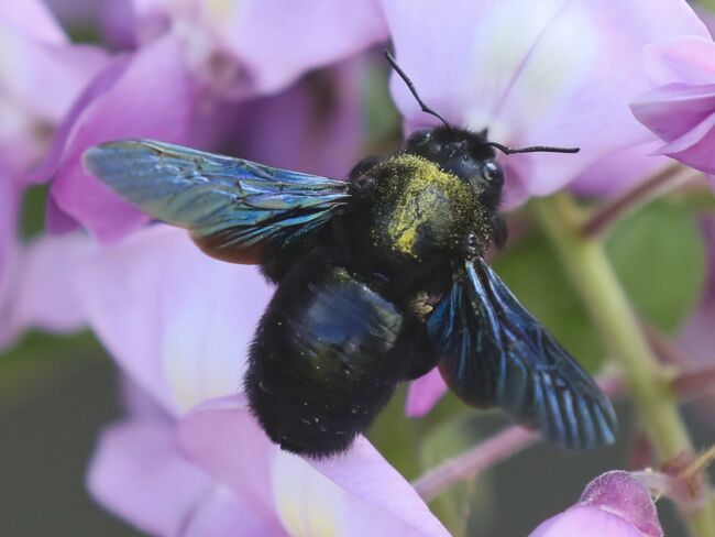 Blaue Große Holzbiene