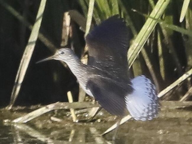 Teichwasserl&auml;ufer