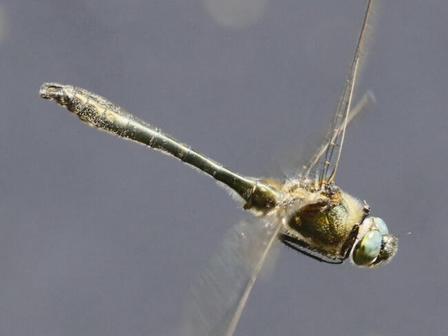 Falkenlibelle - Gemeine Smaragdlibelle