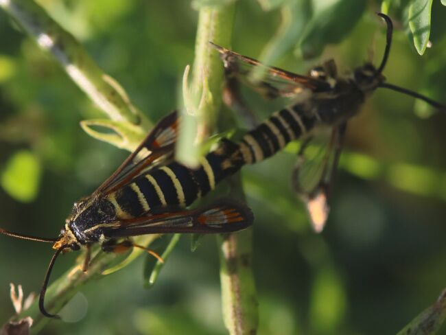 Hornkleeglasfl&uuml;gler