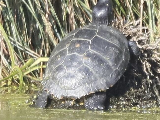 Europ&auml;ische Sumpfschildkr&ouml;te